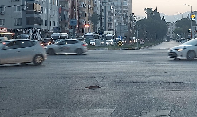 Yollardaki hayvan cesetleri dikkat çekiyor