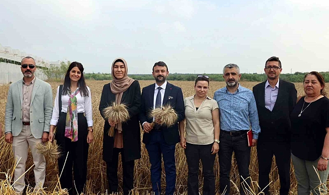 Akdeniz'de ekmeklik yakamoz buğdayının hasadı yapıldı