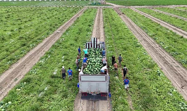 Almanya ve Rusya başta olmak üzere yurt dışına ihraç edilen erkenci karpuz, depremzede çiftçinin yüzünü güldürdü