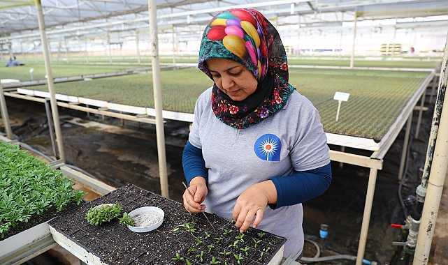 Antalya'da 2 milyon yazlık çiçek toprakla buluşuyor