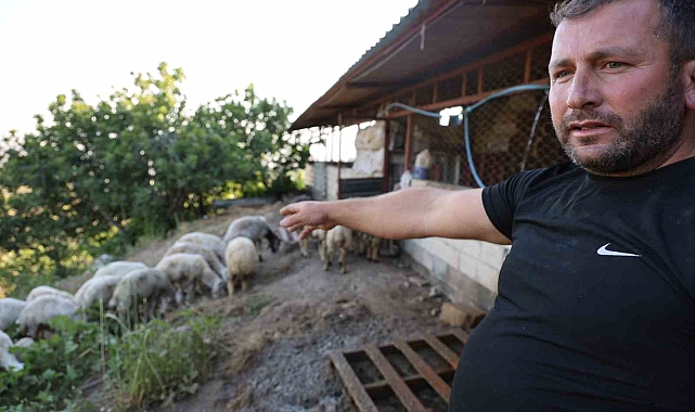 Başıboş köpek sürüleri dehşet saçtı, onlarca hayvan telef oldu