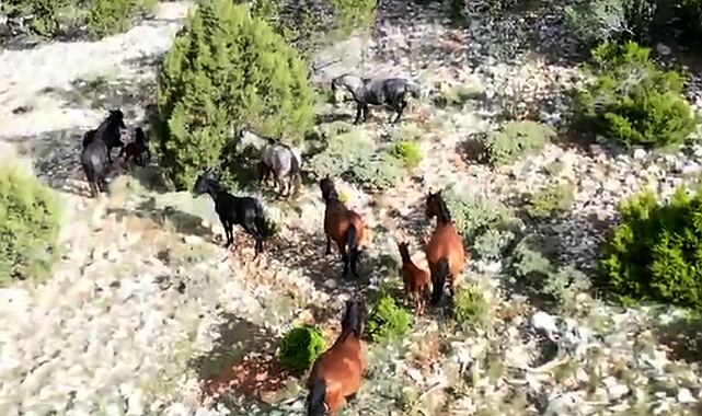 BURDUR Bucak'ta yılkı atları görüntülendi
