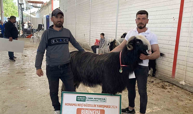 Burdur'da teke ve koçların güzellik yarışması renkli görüntülere sahne oldu