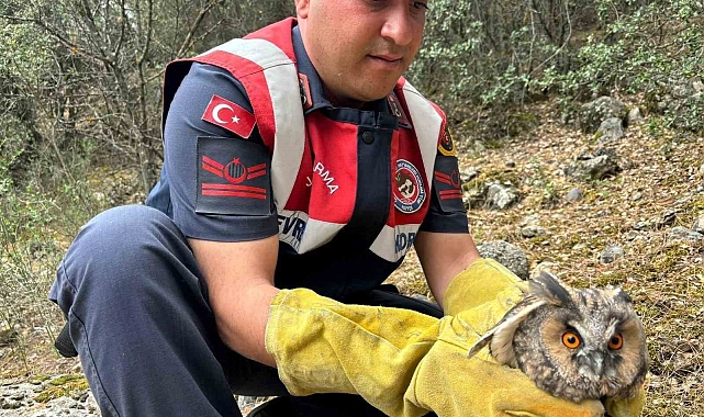 Burdur'da Yaralı Baykuş Jandarma Tarafından Kurtarıldı