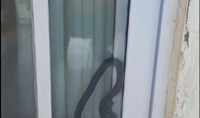 Eve giren yılan korkuttu