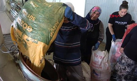 Gül çiçeğinde 12 bin ton rekolte beklentisi