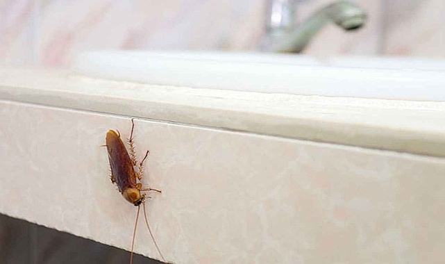 Hamam böceklerinden kolayca nasıl korunulur ?