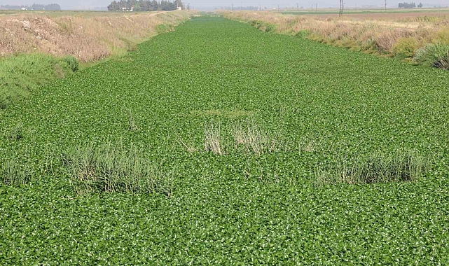 İstilacı su sümbülleri, Asi Nehri'ni adeta görülmez hale getirdi
