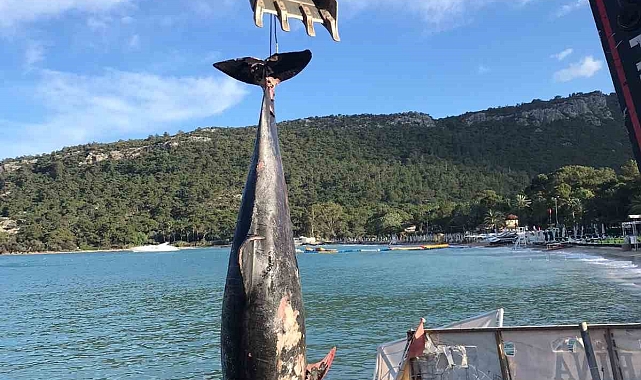 Kemer'de ölü yunus balığı sahile vurdu