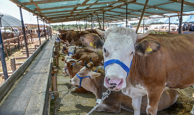 Kepez'in kurban pazarında satışlar başladı