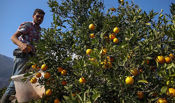 Kışın Gözdesi Yazın da Serinletici: Finike Portakalı