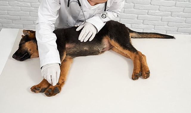 Köpeklerde GDV’ye dikkat!