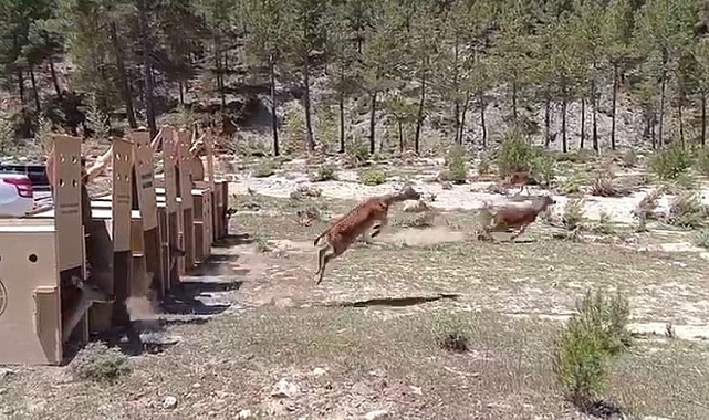 Kovada Gölü Milli Parkı'na 5 alageyik bırakıldı