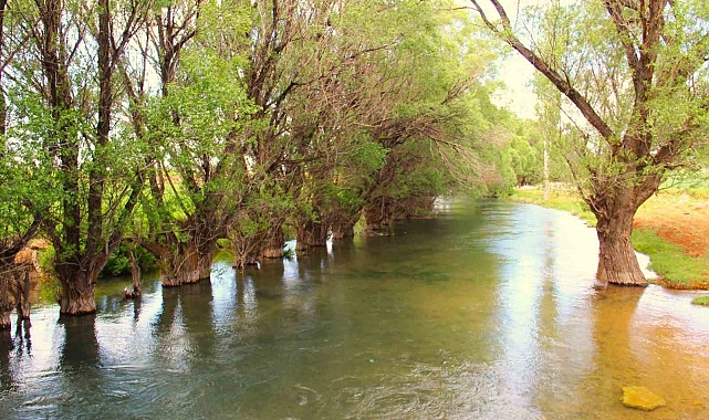 Mağaragözü Çayı'nda Tarihe Tanıklık Eden Dev Asırlık Söğütler