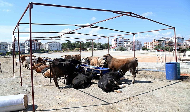 Manavgat Belediyesi Kurban Bayramı hazırlıklarını başlattı