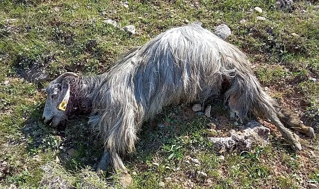 Oğlak ölümler korkutuyor!