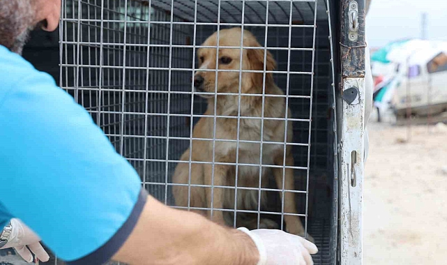 Ölümle sonuçlanabilen kuduzla ilgili veterinerden aşı uyarısı