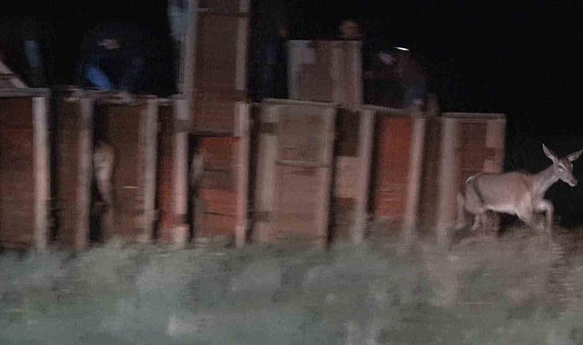 Salda Gölü kenarına 7 kızıl geyik daha bırakıldı