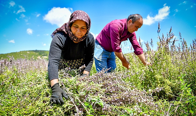 Silifkeli üreticiler ada çayı hasadına başladı