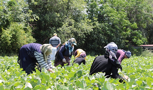 Taze Fasulye Hasadı Başladı: Hatay Payas'ta Kilosu 50 TL