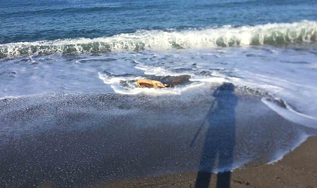 Ters Dönen Caretta Caretta Antalya'da Vatandaşların Yardımıyla Kurtarıldı