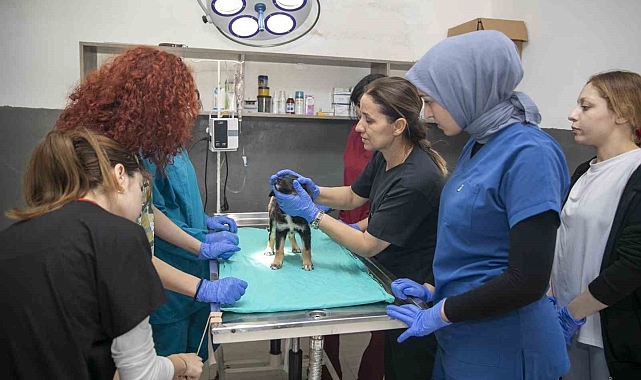 Veteriner sağlık teknikerliği öğrencileri hayvan bakımevinde staj görüyor