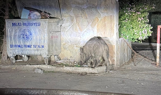 Yaban domuzları şehir merkezinde!