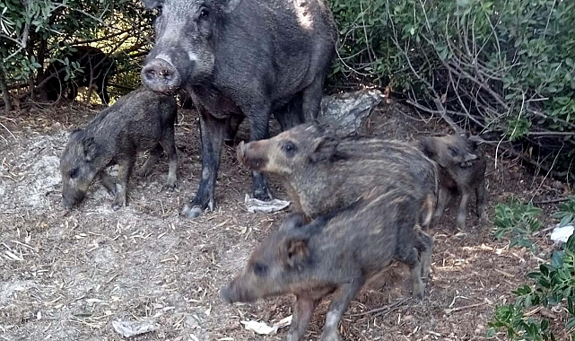 Bodrum, Marmaris ve Fethiye'de Yaban Domuzu Tehlikesi: Uyarı Geldi