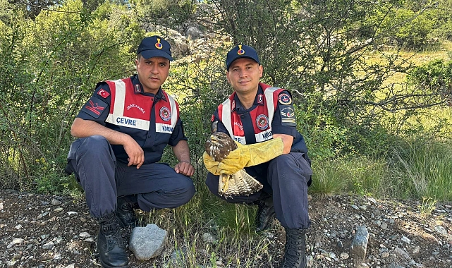 Yaralı Kızıl Şahin Burdur'da Jandarma Tarafından Kurtarıldı ve Tedaviye Alındı