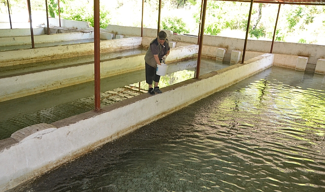 Yavru alabalık yetiştirip öğrencilere burs veriyor