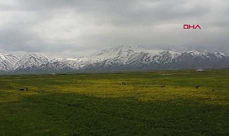 Yüksekovalı kadınların baharda 'ot' mesaisi