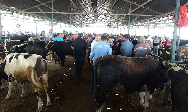 1 ton ağırlığındaki dana 200 bin TL'ye satıldı