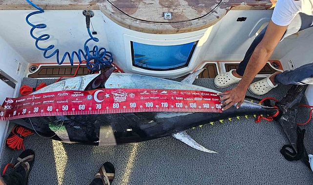 154 kiloluk devasa orkinosu 4 kişi, 1 saatlik mücadeleyle yakalamayı başardı