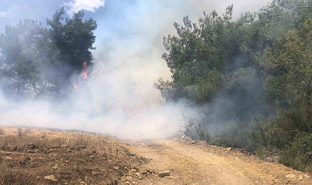Adana'da orman yangını kontrol altına alındı