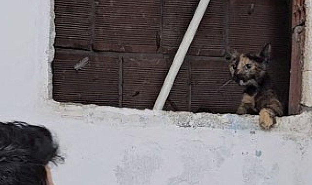 Anne kedi, yavrularını koruma içgüdüsüyle itfaiyecinin elini tırmaladı