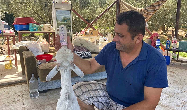 Annesi ölen oğlağı bebekleri yaptılar, altını bezleyip biberonla besliyorlar