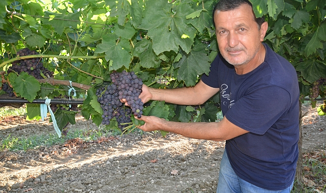 Antalya'da üzümde bu yıl yüzde yüz rekolte bekleniyor