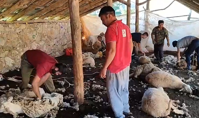 Antalya'da havalar ısındı, koyun kırkımı başladı