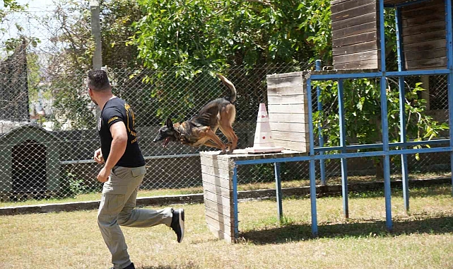 Antalya'da para ve madde kokusuna duyarlı köpekler operasyonların kurtarıcısı