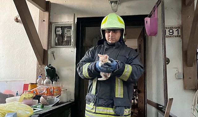 Bodrum'da itfaiye, villada çıkan yangında kedileri kurtardı