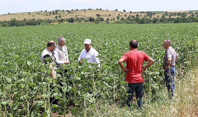 Dolu yağışı; 1000 dekar ekili alan zarar gördü