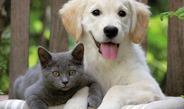 İşte Evde Kedi ve Köpek Kavgasının Çözüm Yolları