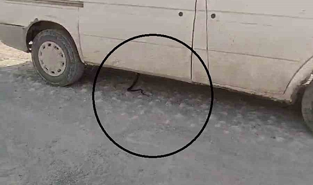 İzleyenleri gülümseten yılan kovalamacası araçta son bulunca yaşanan panik kamerada