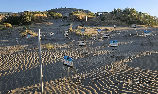 İztuzu Plajı'nda caretta yuva sayısı 503'e ulaştı