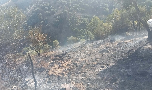 Kaynak yaparken zeytinliği yaktılar; 2 gözaltı