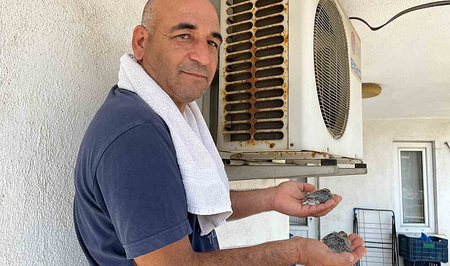 Kumruları rahatsız etmemek için 40 derece sıcakta evinde klima çalıştırmıyor