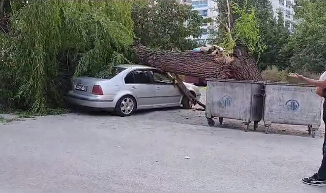 Kuvvetli rüzgar; ağaç devirdi, 4 araç hasar gördü