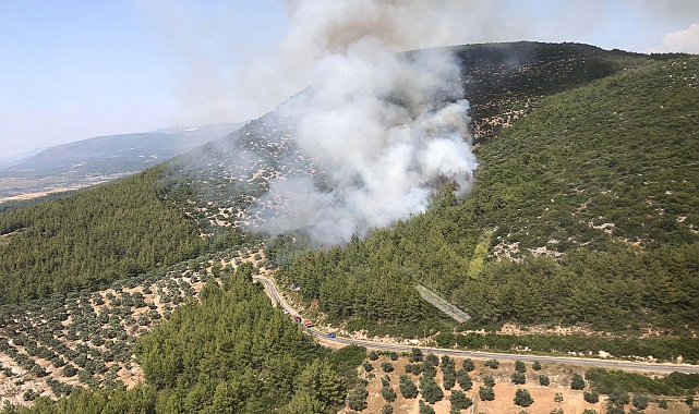 Muğla'daki orman yangınının çıkış nedeni, sigara izmariti