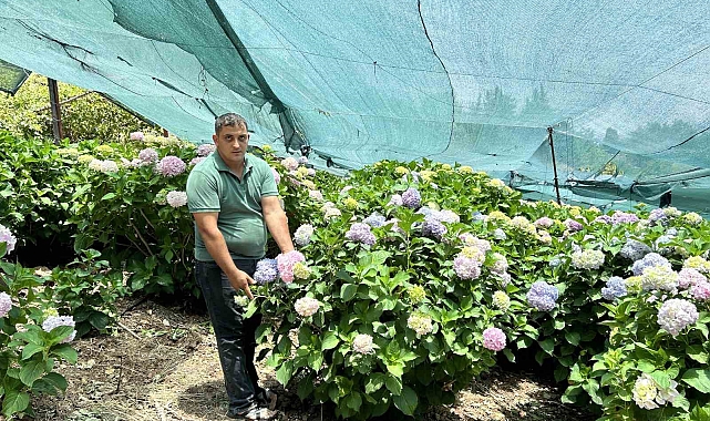 Renk cümbüşüne bürünen 5 dönümlük ortanca bahçesinde hasat vakti
