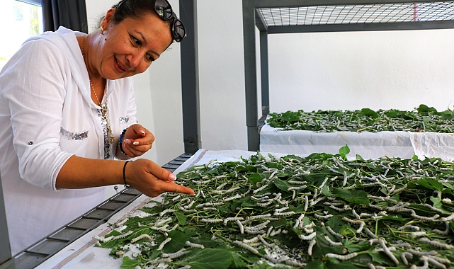 Sapadere ipek böcekleriyle yeniden canlanıyor